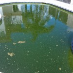 Algae Cleanup Before